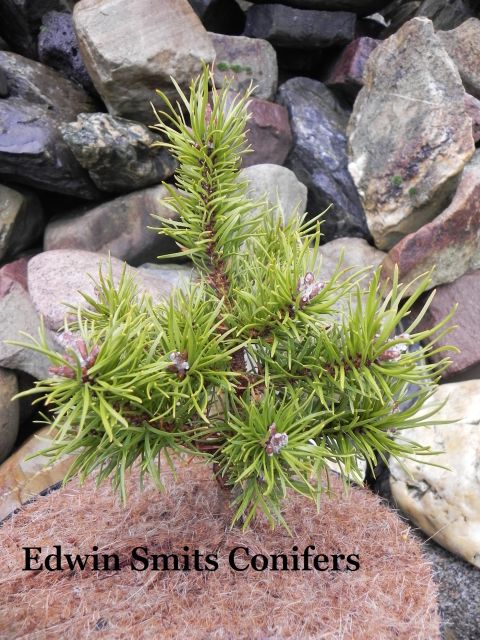 Pinus banksiana 'Filips Jumping Jack'